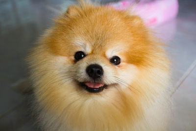 Close-up portrait of dog