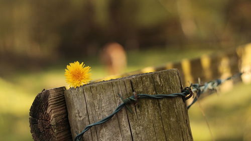 Close-up of wooden post on tree stump in field