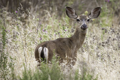 Portrait of deer