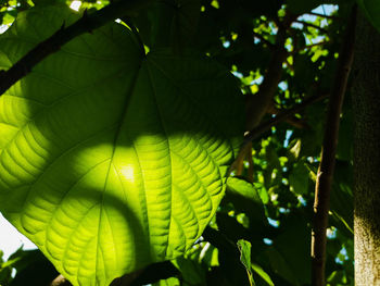 Low angle view of leaves on tree