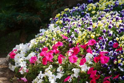 Close-up of pink flowering plants