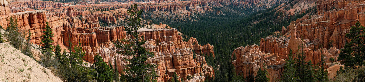 Panoramic view of pine trees in forest