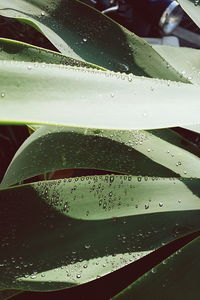 Trees in water