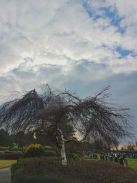 Trees against sky