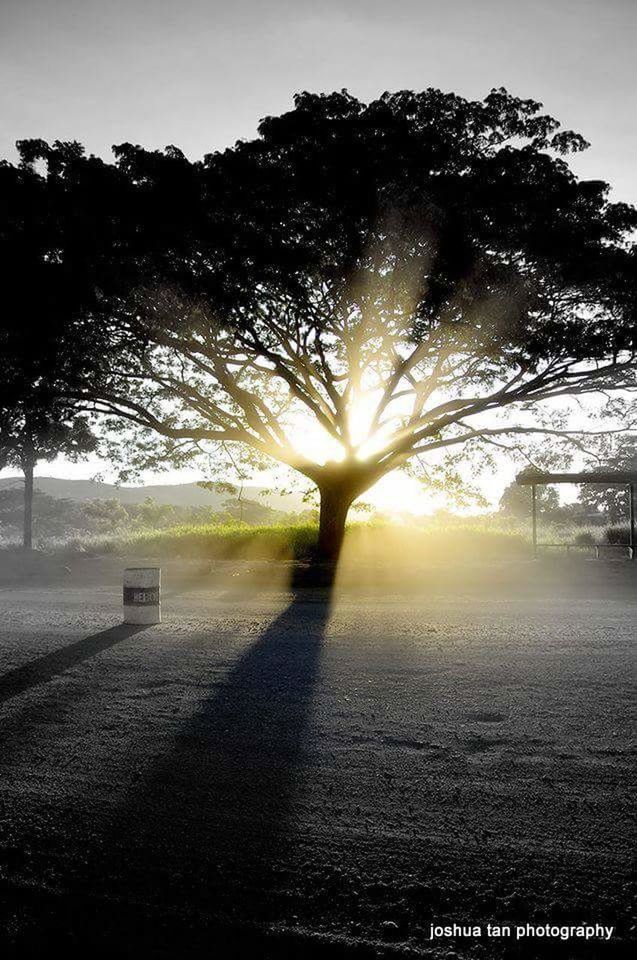 SUNSET OVER TREES