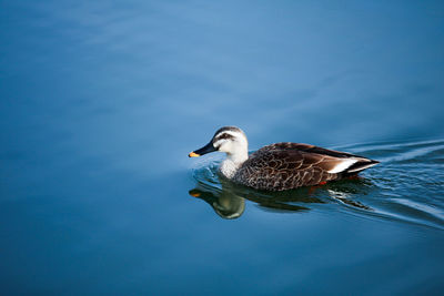 Duck swimming on lake