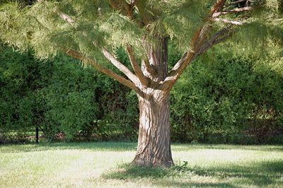 Trees on grassy field