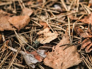 Close-up of dry leaves