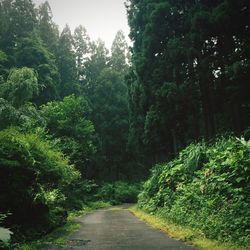 Footpath in forest