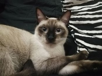 Close-up portrait of cat at home