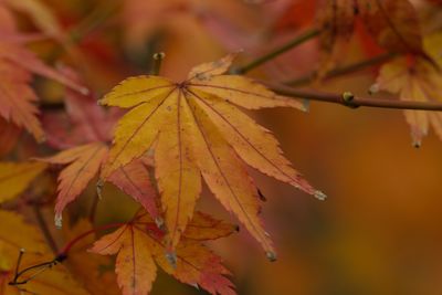 Close-up of maple leaves