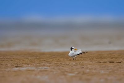 View of seagull on beach