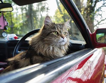 Close-up of cat sitting in car