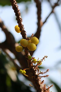 Low angle view of fruits growing on tree