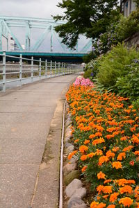 View of flowering plants on footpath