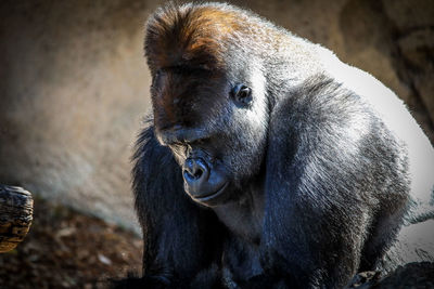 Close-up of monkey