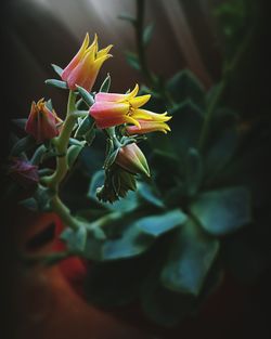 Close-up of fresh flowers blooming in sunlight