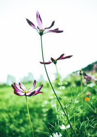 Close-up of pink flowering plant on field