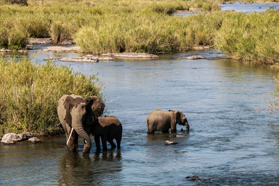 Panoramic view of elephants in the water at kruger national park 