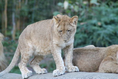 Portrait of a young lion