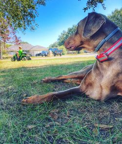 View of relaxing on field against clear blue sky