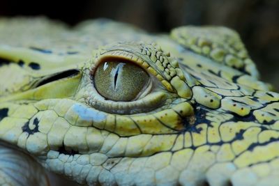 Close-up of lizard