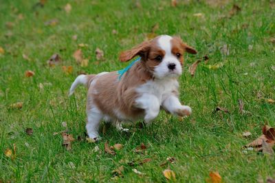 Dog standing on grassy field