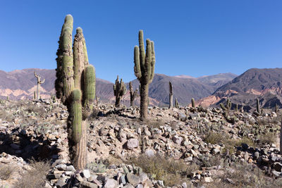 Puna cactus