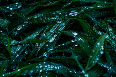 Full frame shot of wet plant