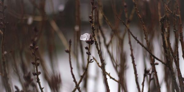 Close-up of plant against blurred background