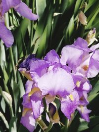 Close-up of purple iris flowers