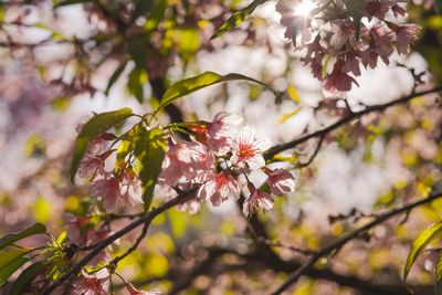 Close-up of pink cherry blossoms in spring