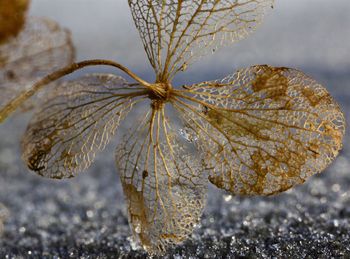 Close-up of spider web