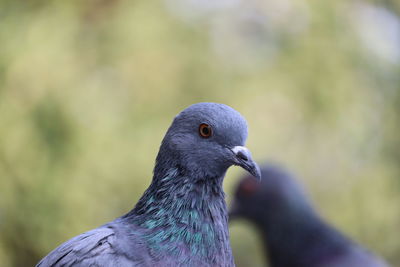 Close-up of pigeon