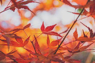 Close-up of leaves on twig