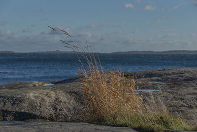 Plant on rock formation in sea against sky