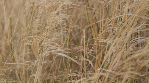 Close-up of wheat field