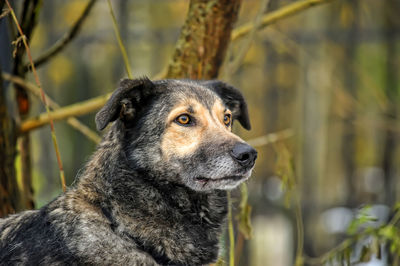 Close-up of a dog looking away