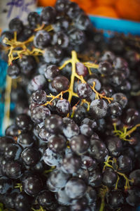 Close-up of berries growing on plant