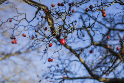 Low angle view of berries on tree