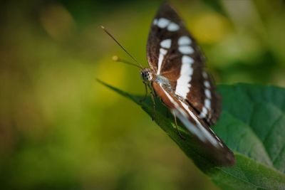 Close-up of butterfly on leaf