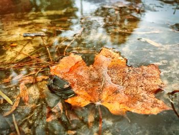 High angle view of autumn leaf in water