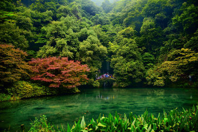 Trees by lake in forest during autumn