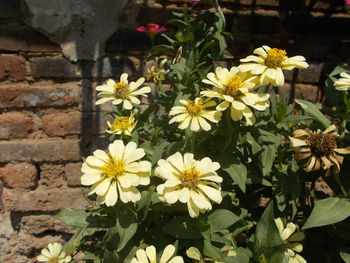 Close-up of yellow flowering plants