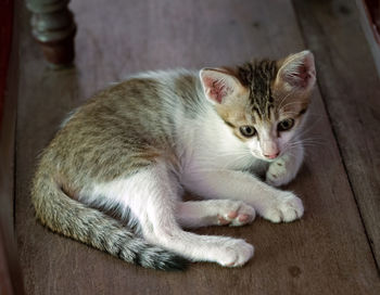 Cat lying on floor