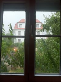 Plants growing through window