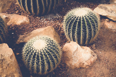 High angle view of succulent plant