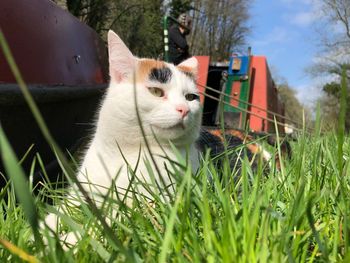 Portrait of a cat on field