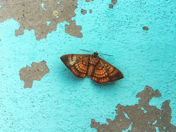 High angle view of butterfly on wall