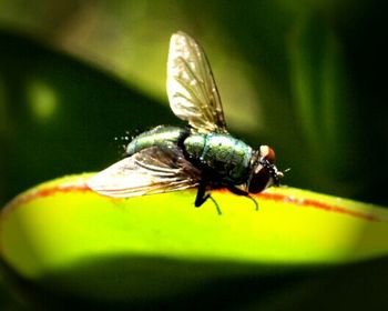 Close-up of insect